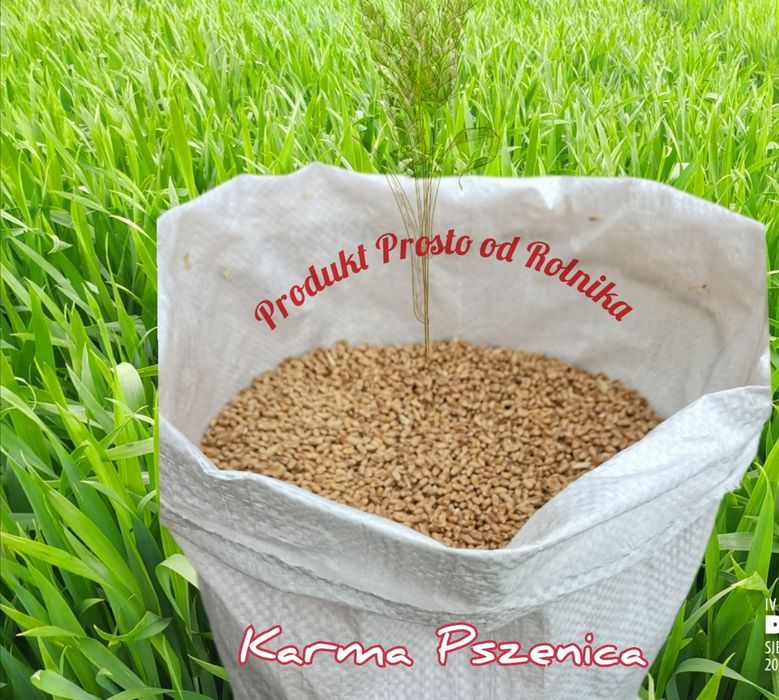 Pszenica opakowanie 25kg wysyłamy Inpost