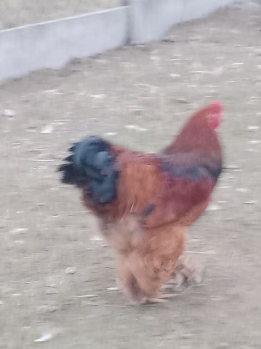 Kogut brachma olbrzymia