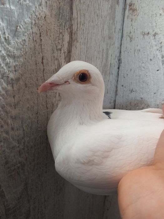 Sprzedam gołębie pocztowe