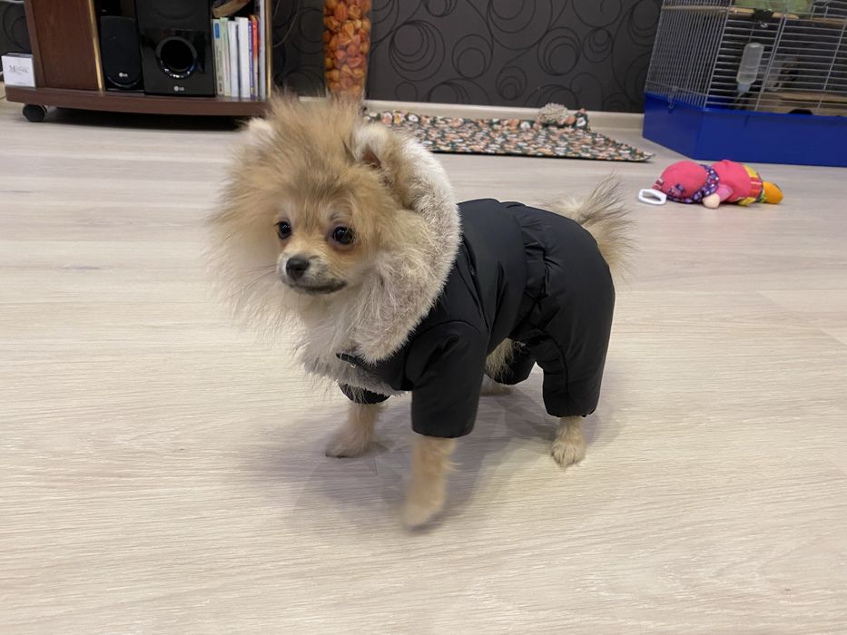 Теплий одяг для собаки