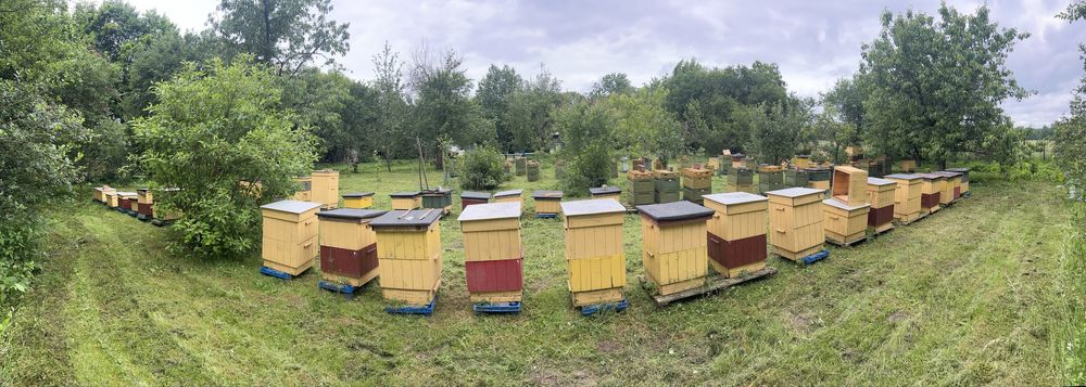 Miód rzepakowy z własnej pasieki