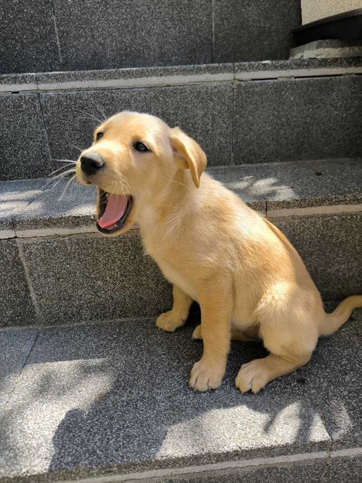 2 cadelinhas raçada Labrador - para adoção responsável
