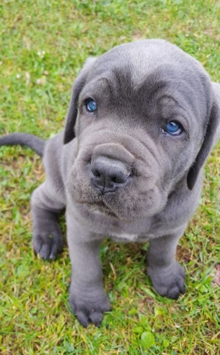 Cane Corso mocny pies