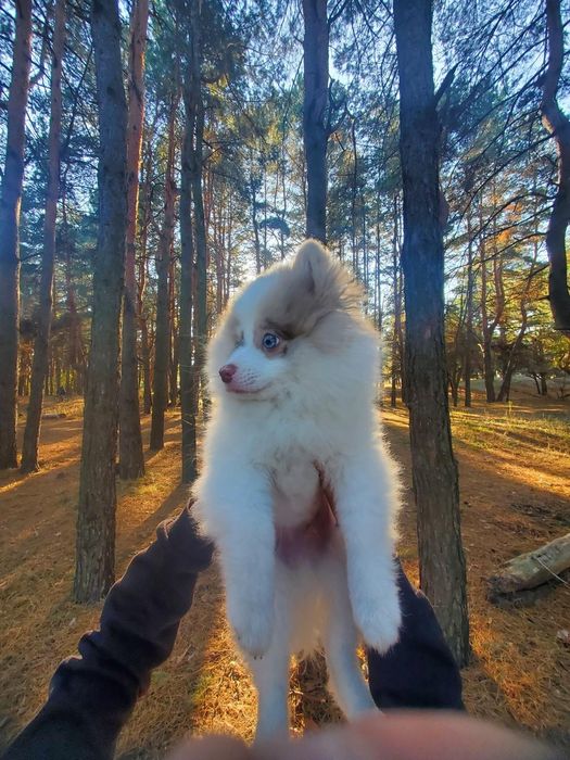 Мальчик шпица. Для вязки