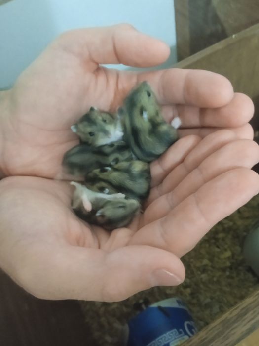 Animais super fofos e amorosos