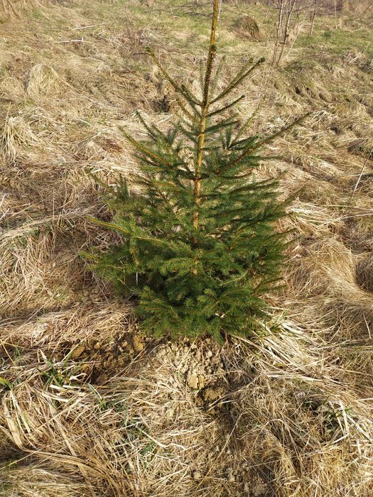 Саджанці  берези смереки різного розміру дешево можна доставити д