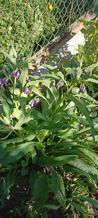 Продам рослину Живокіст