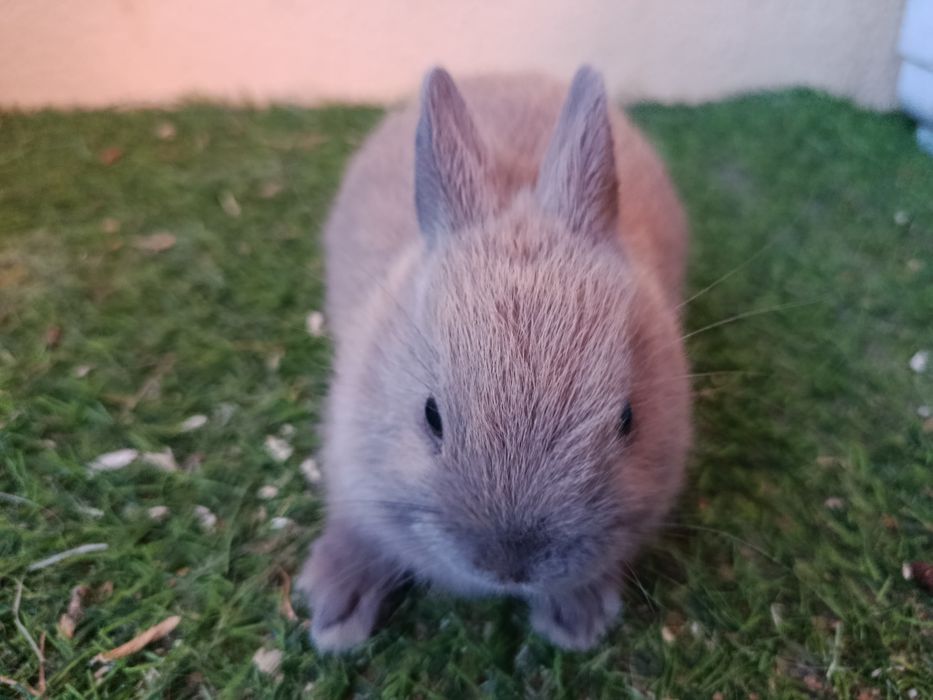 Vendo coelhos holandês anão com 2 meses
