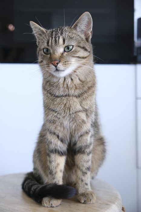 Rysiu…Ryś szuka domu