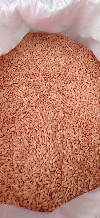 Насінні ячменю протруєне 4 компонентним  припаратом.