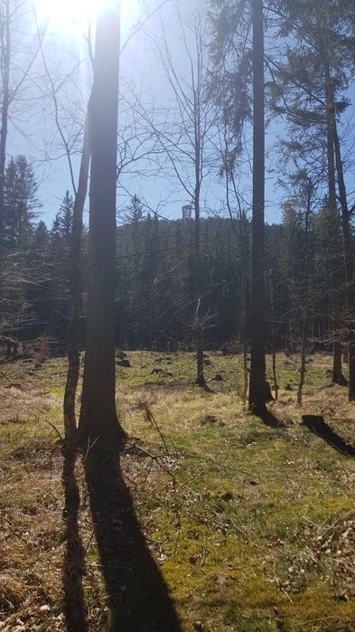 koszenie traw prace porządkowe tanio