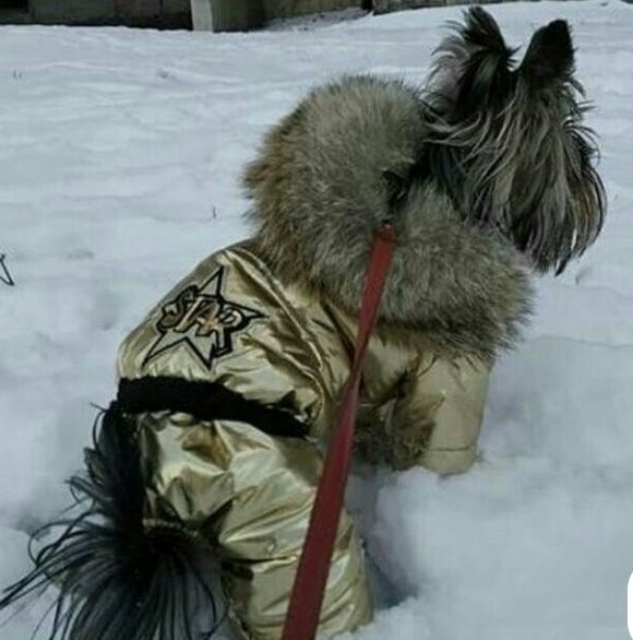 Одяг на собак і котів