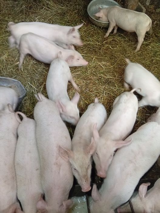 Продам поросят бела велыка.Свинки F1 3,500.кабанчики 4000.0962876455 Вова.