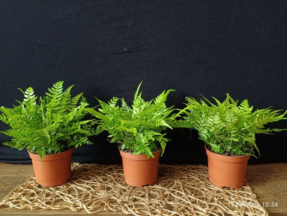 Папороть Атіріум (Athyrium),