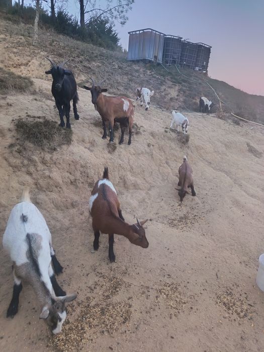 Cabras anãs para venda
