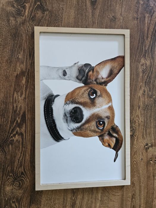Na sprzedaz obraz/zdjęcie  pieska
