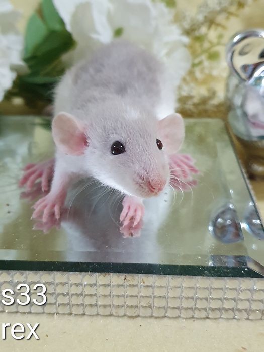 Szczur szczury szczurki rasowe maluchy