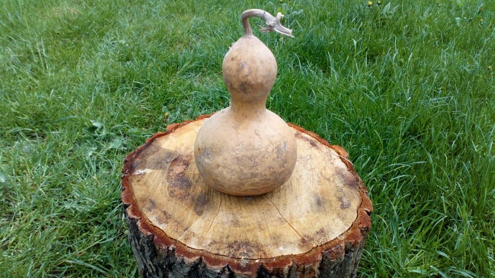 Tykwa, Calabash, Odmiana Mini Bottle Gourds, Feng shui, mała butelka .