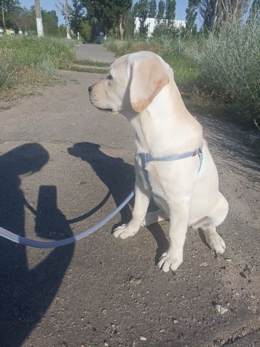Щеночек лабрадора