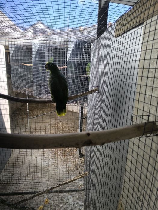 Amazona Farinosa