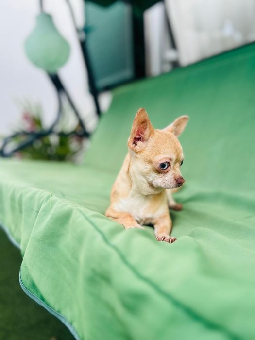 Chihuahua mini Merle