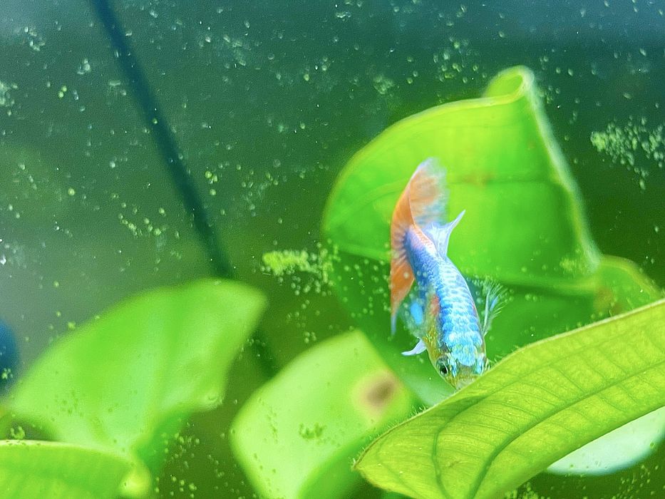 Gupiki tuxedo, ryby, rybki akwariowie. Okazja!