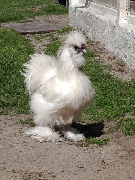 Sprzedam  koguty