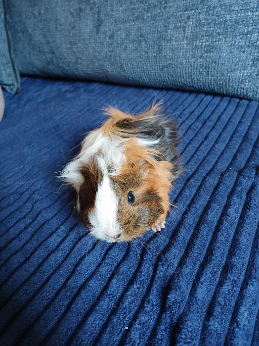 Świnka morska samiczki i samce