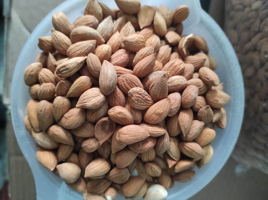 Ядро абрикосової кісточки солодке