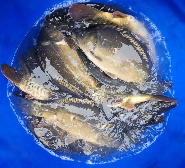 Karp, narybek, kroczek