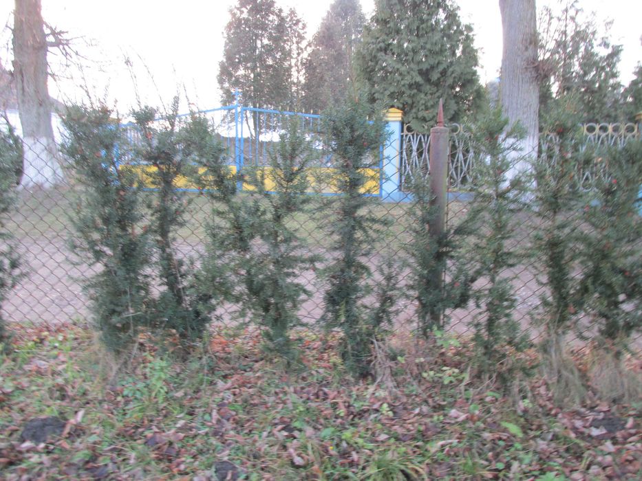 Тис ягідний(саджанці)