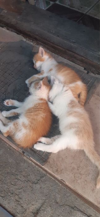 Маленькі котики
