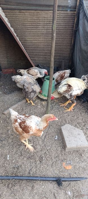Índio Gigante Galos e Galinhas