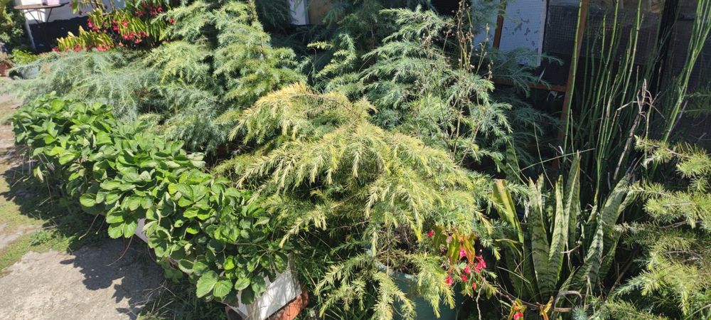 Cedros dos Himalaias