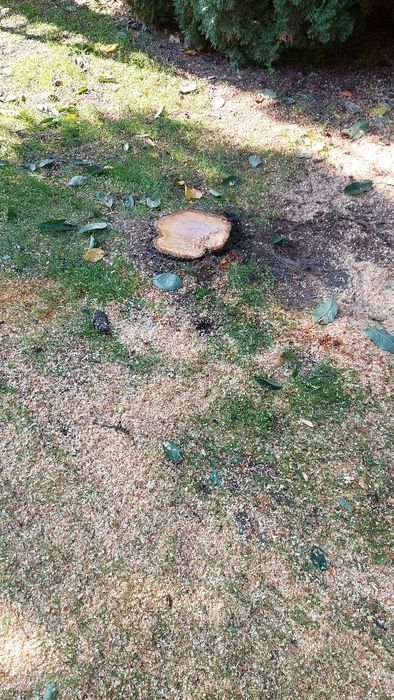 Frezowanie pni , wycinka drzew , usługi rębakiem