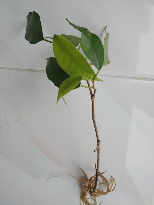 Фікус Бенджаміна