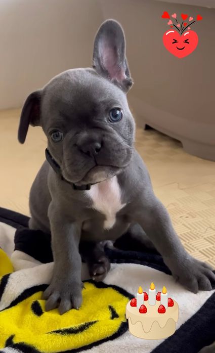 Шикарний гарнюня