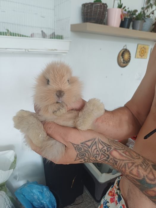 Coelhos anões - flhos de mãe holland lop (orelhas caídas)e pai juba de leão
