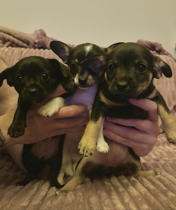 szczeniaki  Zarezerwowane