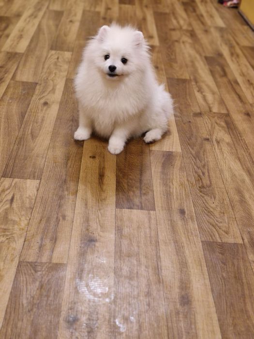 Померанский шпиц мальчик