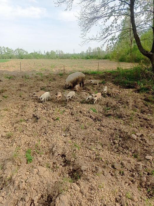 Свині мангалиця продам