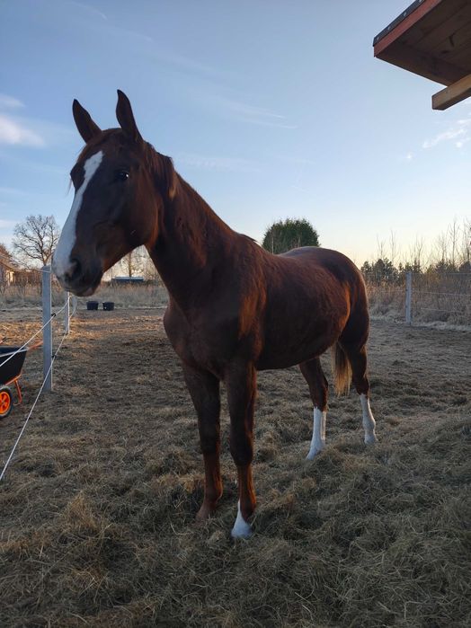 2 letni ogierek po Karramba Z rewelacyjny charakter