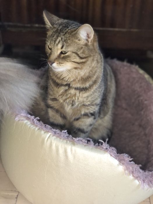 Котик Шпротик 2 год