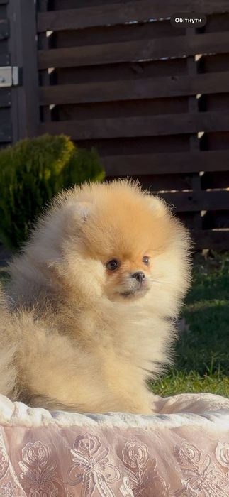 Гламурна красуня