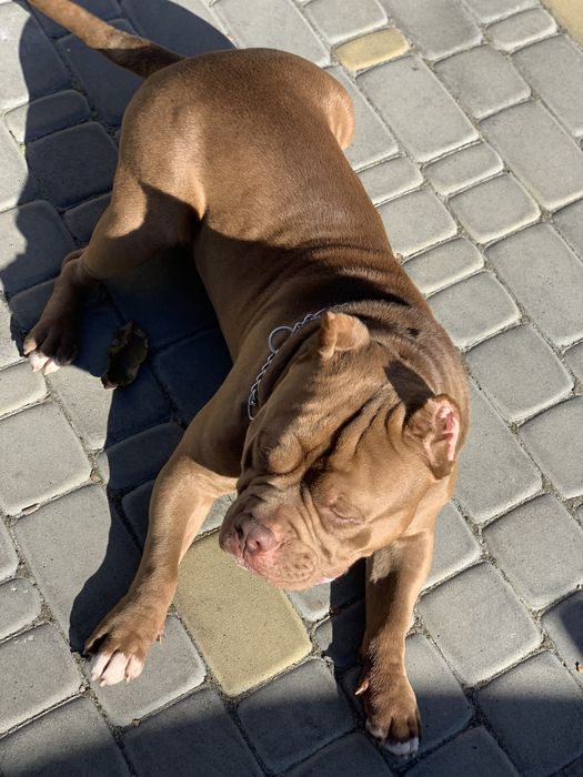 Вязка Американский булли тип покет / american bully pocket