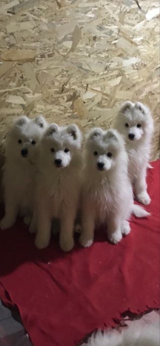 Продаются  щенки самоеда