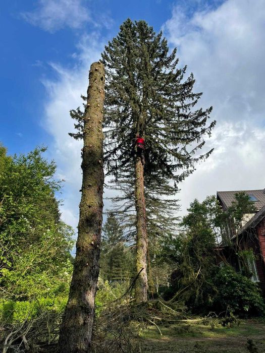 Wycinka drzew,skracanie i formowanie koron,ścinka drzew trudnych,rębak