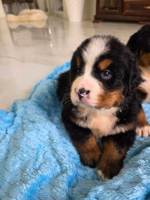 Berneński Pies Pasterski suczka