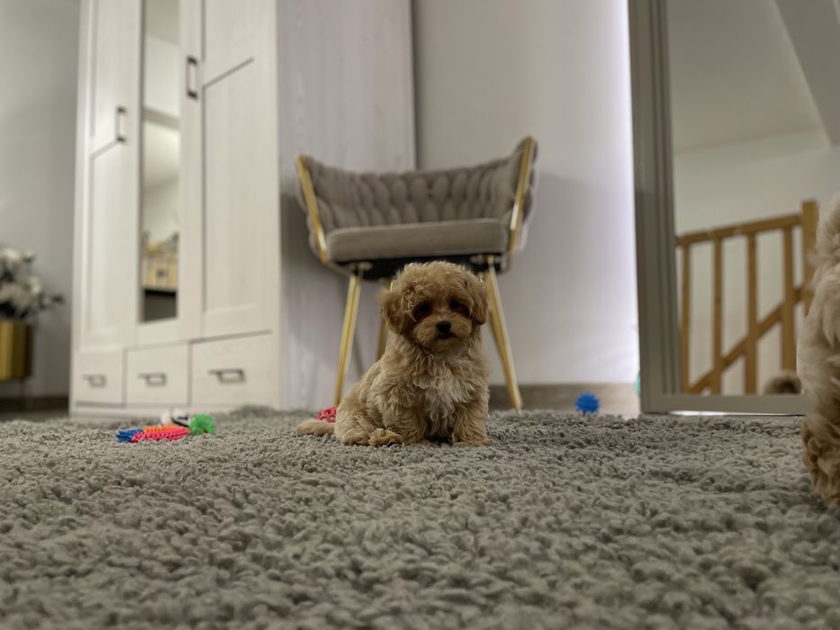 Maltipoo F1 pieseczek