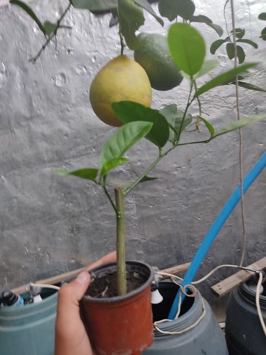 Лимон Київський крупноплідний